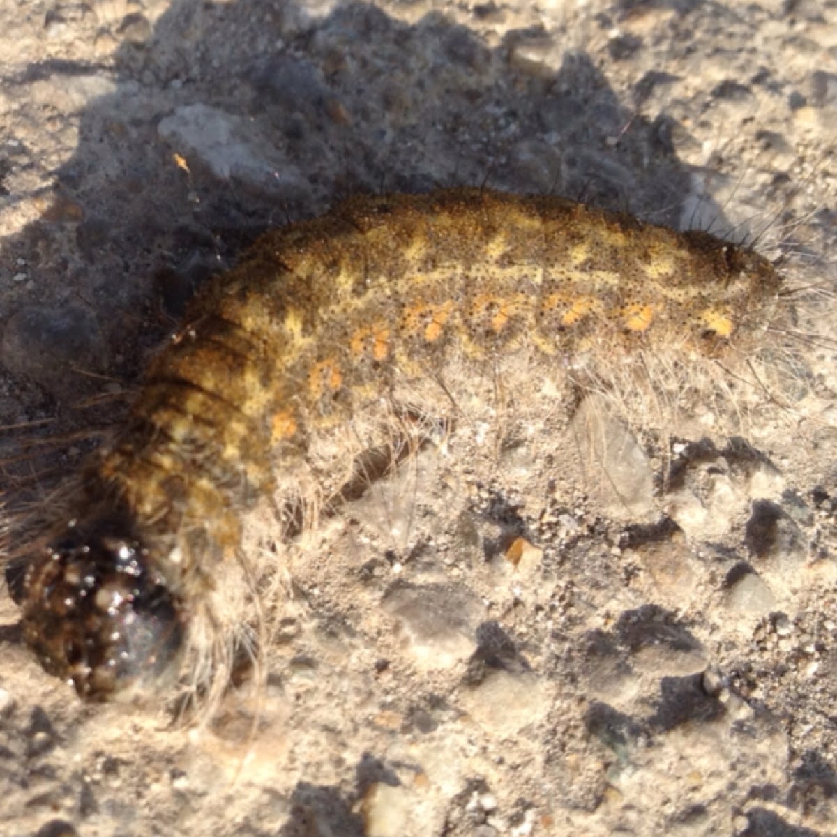 Lobelia Dagger Moth