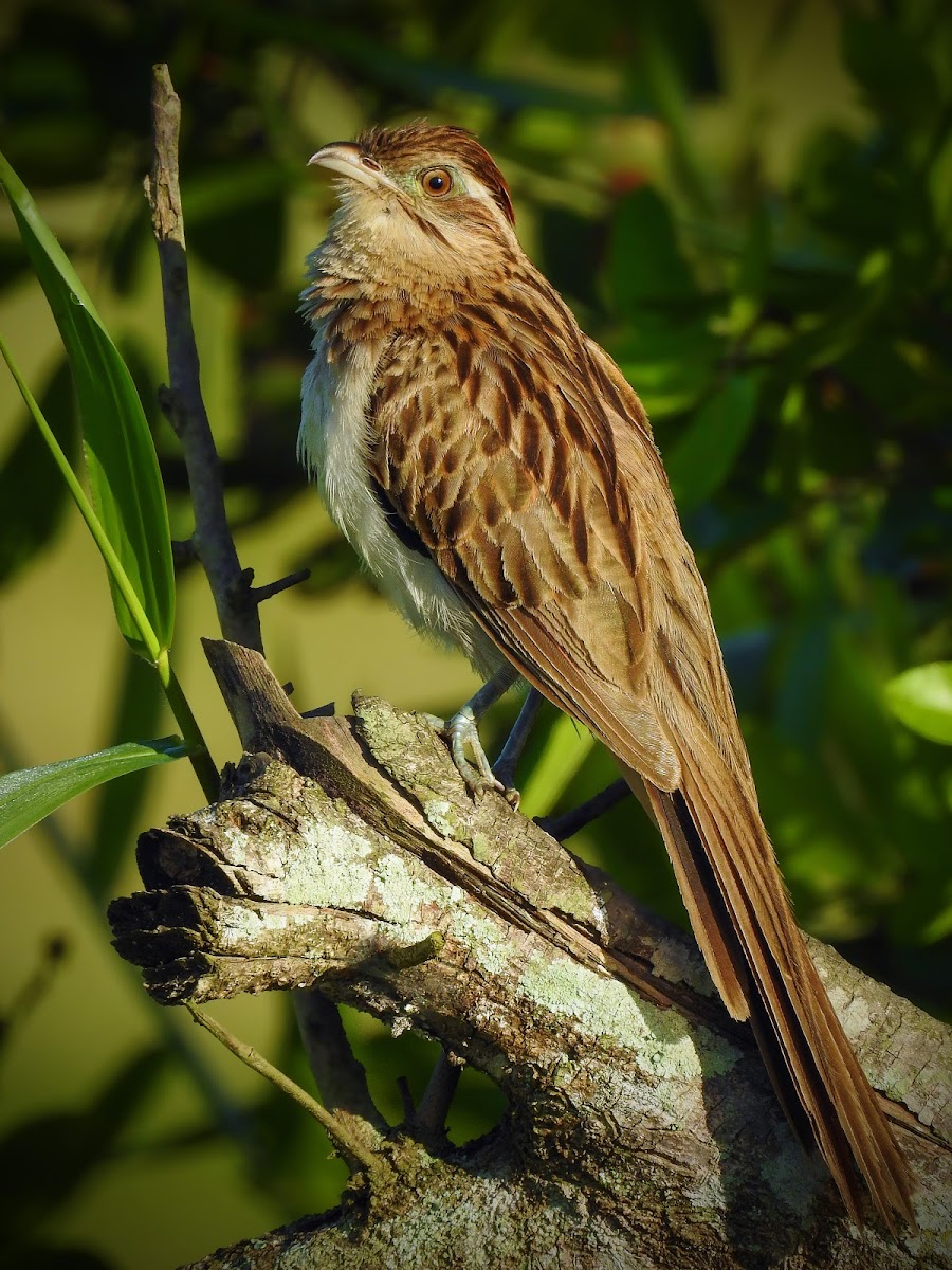 Striped Cuckoo