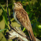 Striped Cuckoo