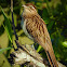 Striped Cuckoo