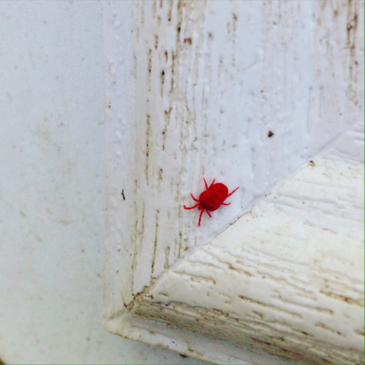 Red Velvet Mite