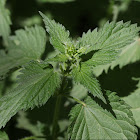 Stinging nettle