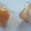 Ground Cherry?