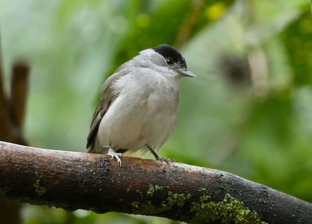 Eurasian Blackcap