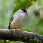 Eurasian Blackcap