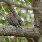 Common Ground Dove