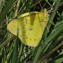 Clouded Sulphur