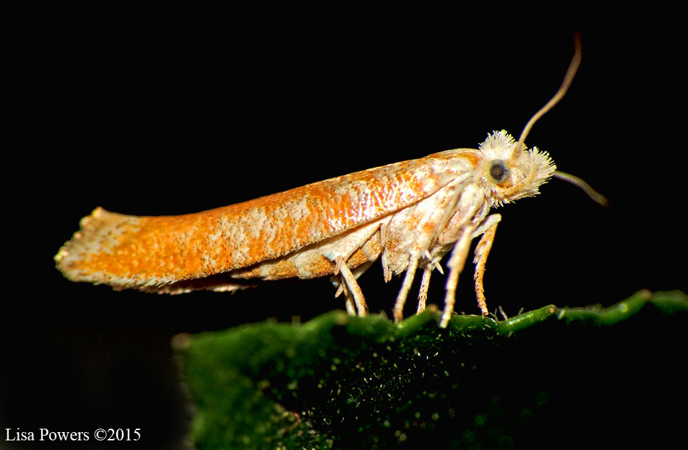 Ermine Moth (Yponomeutidae)