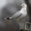 Ring-billed Gull