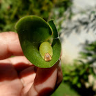 Saliana esperi  caterpillar