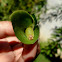 Saliana esperi  caterpillar