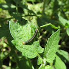 Striped Garden Caterpillar (?)