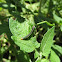 Striped Garden Caterpillar (?)