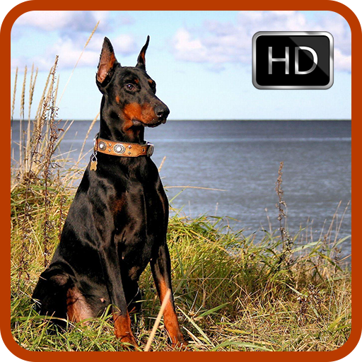 Doberman Dog Wallpaper Hd Apps Bei Google Play