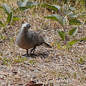 Zebra dove