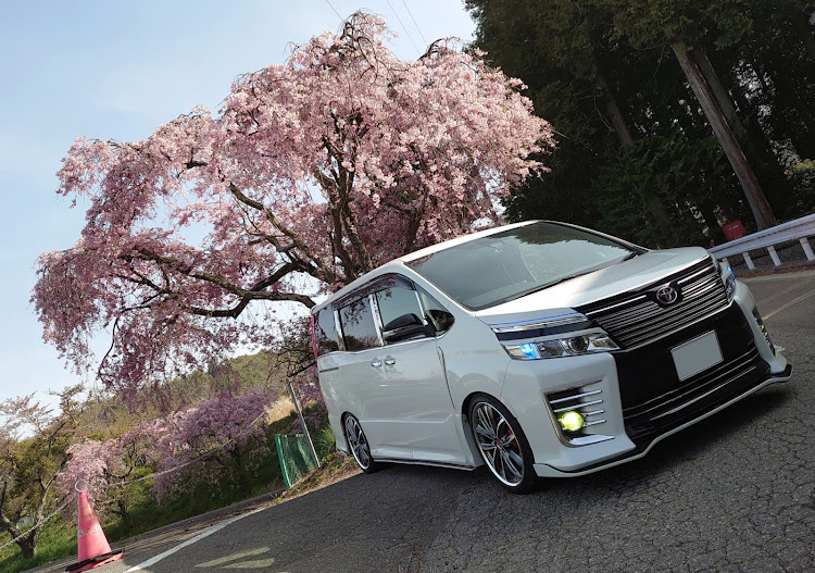 ヴォクシーのサクラと愛車・桜とコラボ・枝垂れ桜＆愛車・青空と愛車・早朝撮影に関するカスタム事例の投稿画像5枚目