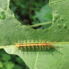 Common Castor Caterpillar