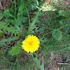 Dandelion