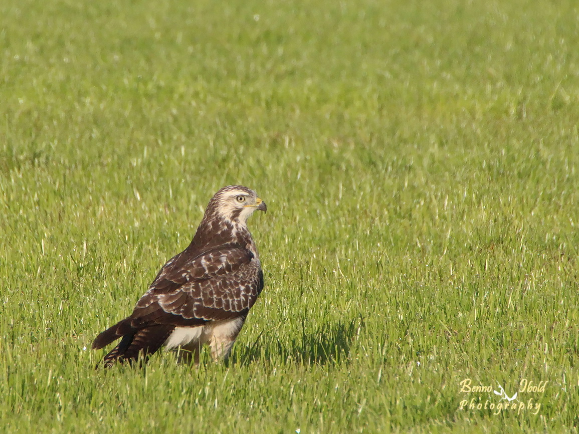 Common Buzzard