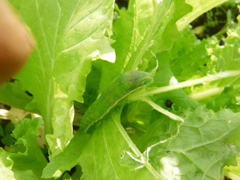 山東菜を食べるイモムシ