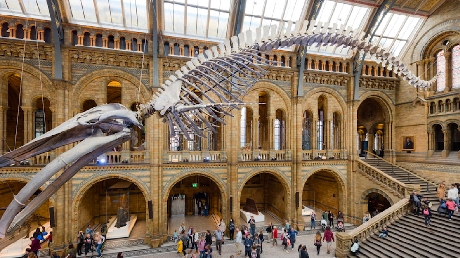 Photography of a museum showing the skeleton of a dinosaur