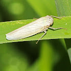 White Leafhopper