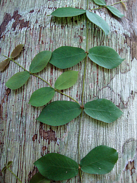 climbing vine