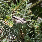 Coal Tit