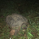 Common snapping turtle