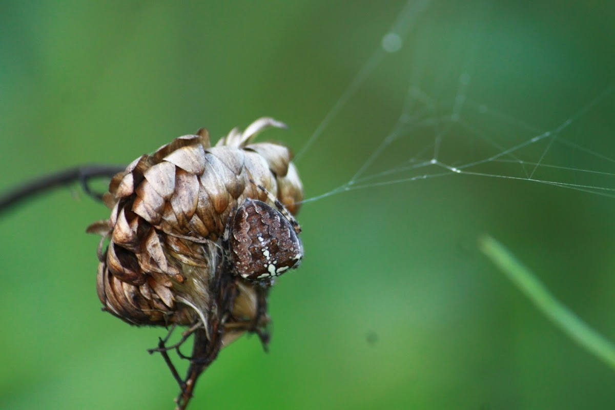 Cross spider