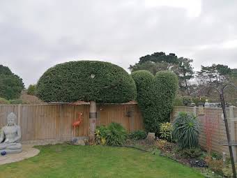 Anual hedge trimming  album cover