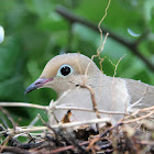 Mourning Dove and nest with eggs