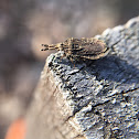 Flat bark bug