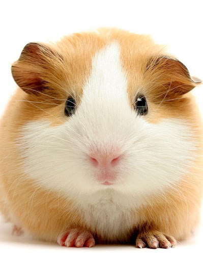 Guinea Pig Wallpapers