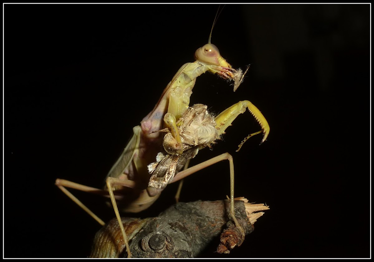 African mantis