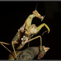 African mantis