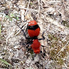 Red Velvet Ant