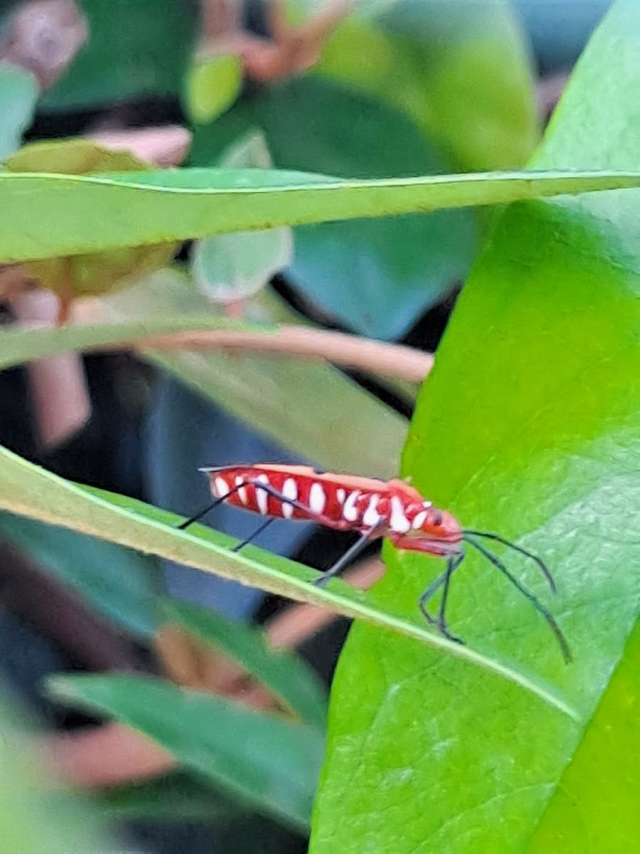 Red cotton Stainer