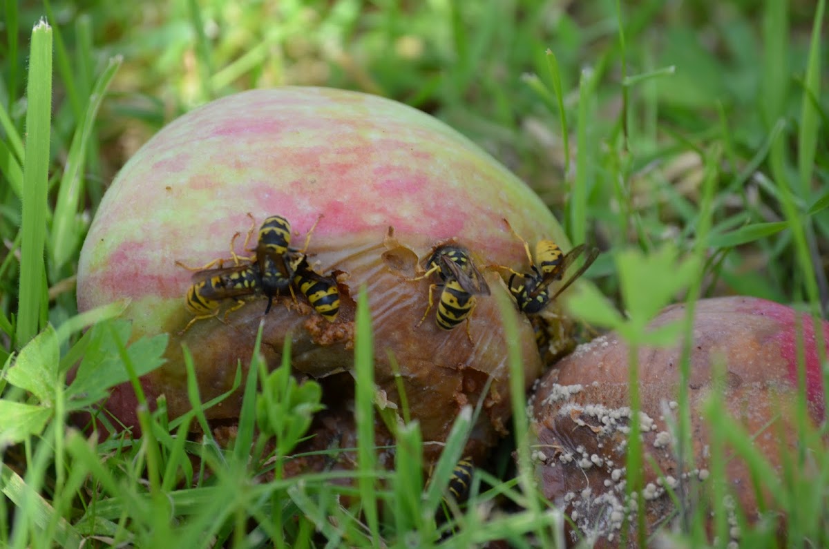 Wasps eating an apple