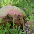 Wasps eating an apple