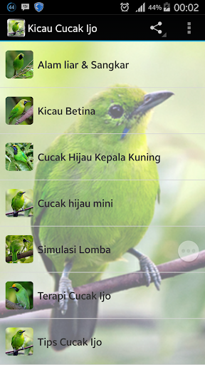 Kicau Cucak Ijo