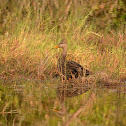 Mottled Duck