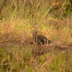 Mottled Duck