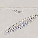 Epilithic Diatom