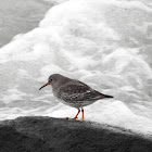 Purple Sandpiper