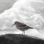 Purple Sandpiper