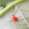 Predatory mite