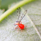 Predatory mite