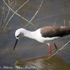 Black-winged Stilt; Cigüeñuela