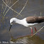 Black-winged Stilt; Cigüeñuela